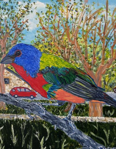 “Painted Bunting, E. Travis Hts,” acrylic on birch panel, 12×12, sold.