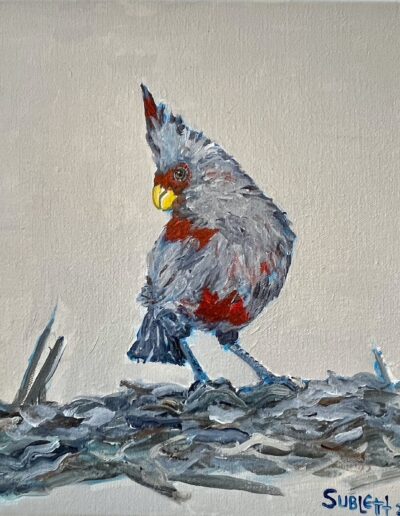 Pyrrhuloxia (Cardinalis sinuata), 12x12x1.5 acrylic on canvas, sold.