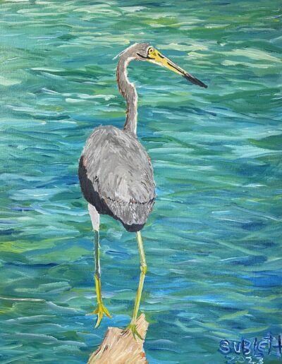 Tri-Colored Heron, 16×20 acrylic on canvas, sold