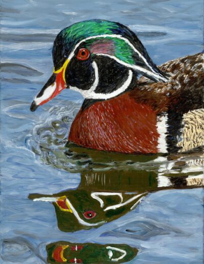 “Wood Duck,” acrylic on canvas, 16x12x1.5, sold