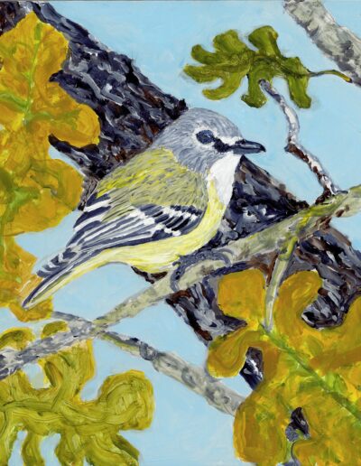 BLUE EYED VIREO, 10×10 acrylic on birch board, 300.